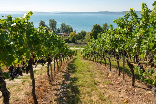 Vista Través Viñedos Con Uvas Azules Maduras Lago Constanza Cerca — Foto de Stock