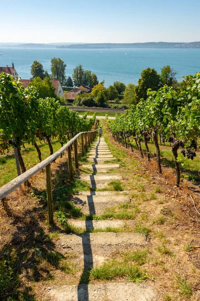 Trap Met Houten Reling Naar Beneden Een Wijngaard Met Uitzicht — Stockfoto