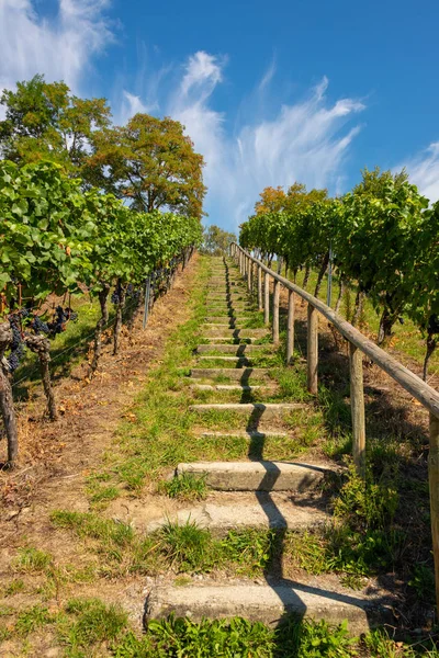 Steiler Pfad Mit Stufen Einem Schönen Weinberg Bei Birnau Bodensee — Stockfoto