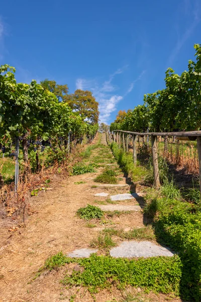 Sendero Empinado Con Escalones Hermoso Viñedo Cerca Birnau Lago Constanza —  Fotos de Stock