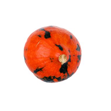 Beyaz arka plan üzerinde izole yeşil noktalar ile tek bir turuncu Hokkaido kabak