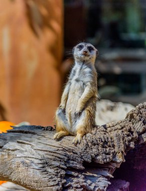 Kaliforniya 'da bulutlu bir gün batımı