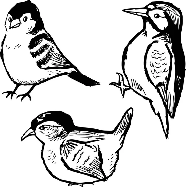 手工图形啄木鸟 燕雀和雷恩隔离在白色背景上 — 图库矢量图片