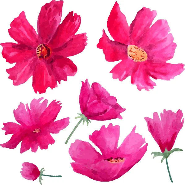 Acuarela Cosmos Flores Aisladas Sobre Fondo Blanco — Vector de stock