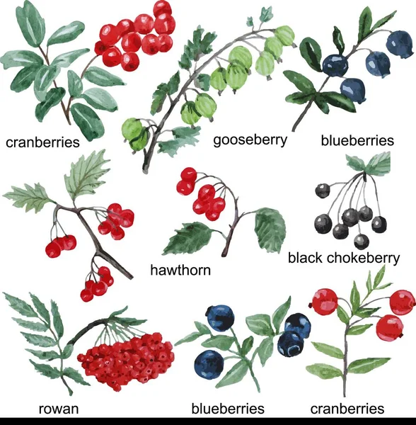 Aquarell Beeren Auf Weißem Hintergrund Stachelbeere Blaubeeren — Stockvektor