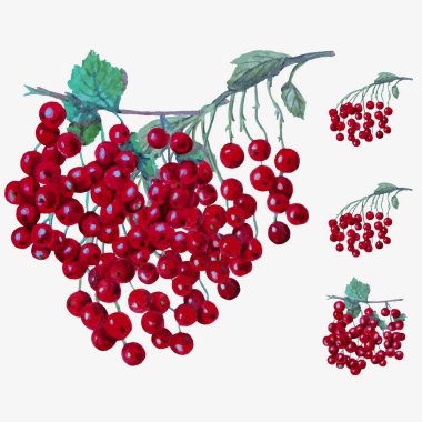Kırmızı sulu boya üzümü vektör kümesi