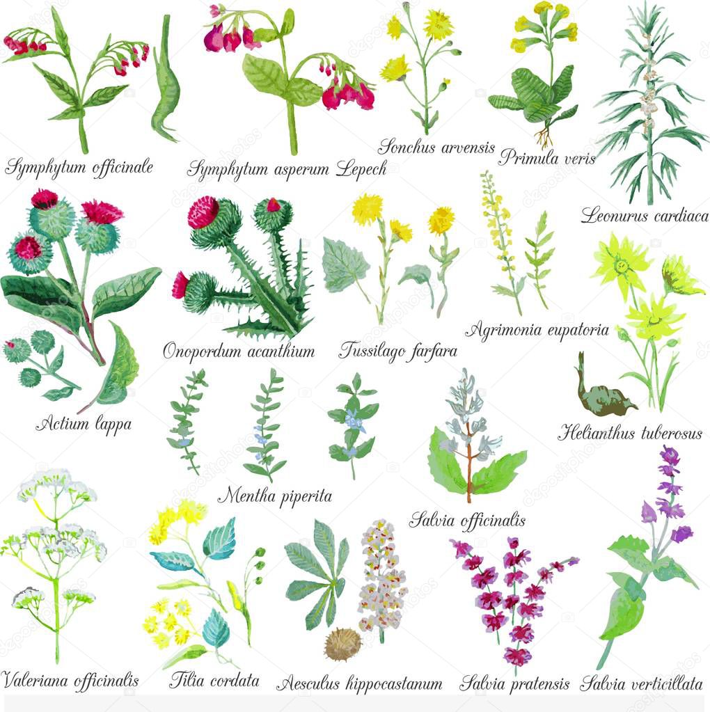 Set of field medicinal herbs. Watercolor vector illustration. Burdock, mint, mother-and-stepmom, Jerusalem artichoke, horse chestnut. 