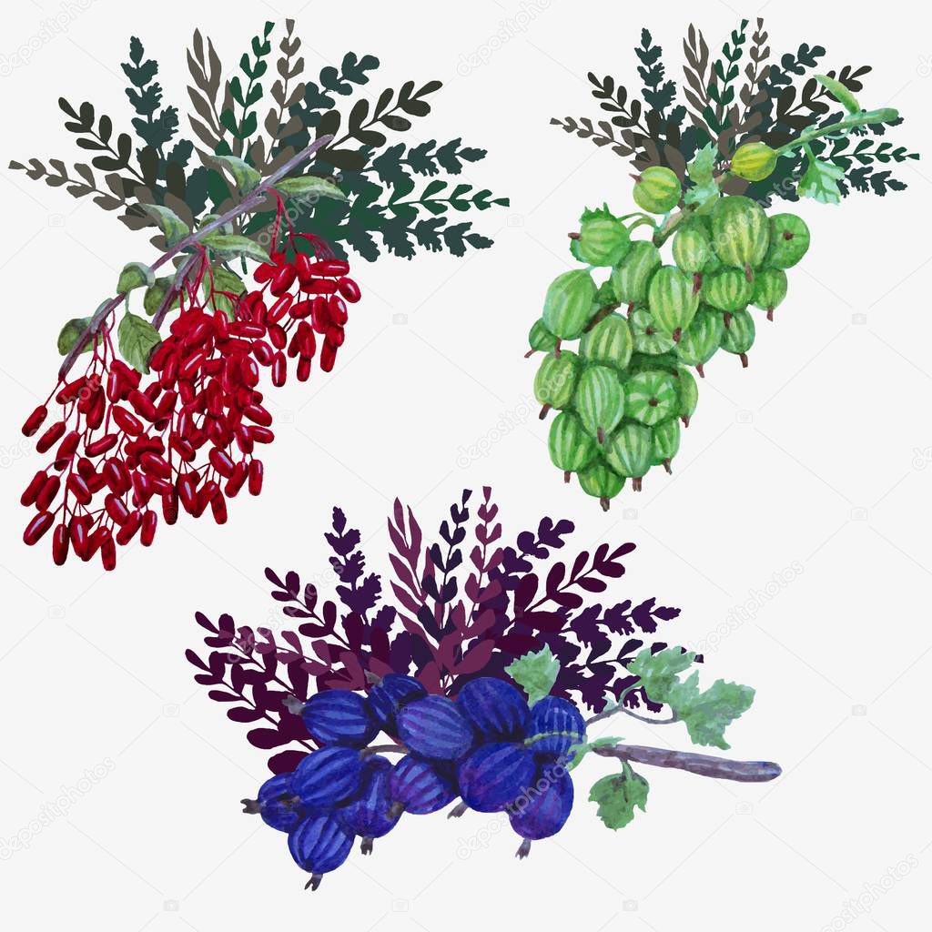 Set of red barberry, blue and green gooseberry. Berries and leaves. Watercolor vector illustration.