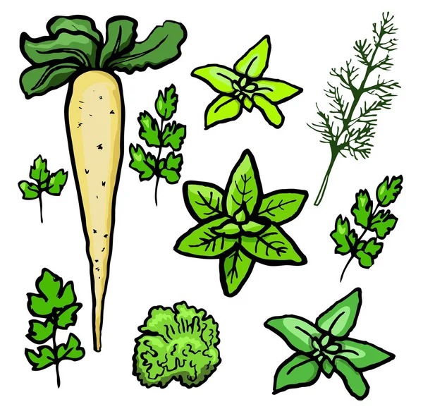 Parsnips Greens White Background - Stok Vektor