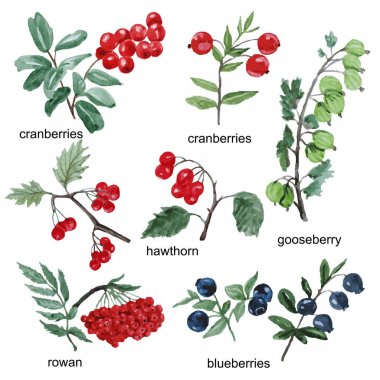 Beyaz arka plan üzerinde izole suluboya çilek seti.