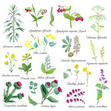 Beyaz arka plan üzerinde izole suluboya yararlı orman ve bozkır otları seti.