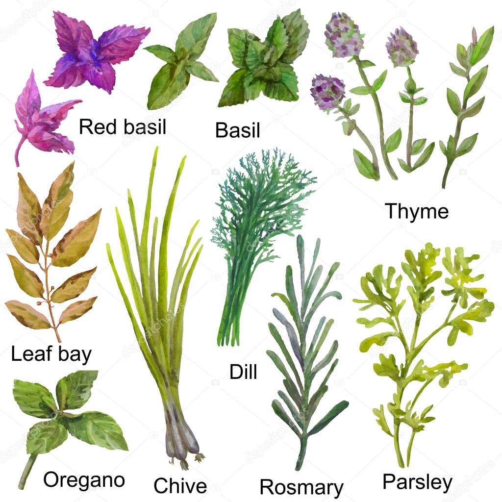 Hand drawn watercolor herbs for cooking. Parsley, oregano, thyme, Bay leaf, dill, onion and Basil on white background.