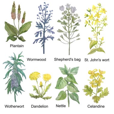 Elle çizilmiş suluboya tıbbi orman ve çayır otlar. Plantain, pelin, çoban çantası, St John's wort, motherwort, karahindiba, ısırgan ve celandine beyaz arka plan üzerinde izole.