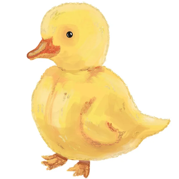 可爱的黄色小鸭 在白色背景上隔离的小鸡 — 图库照片