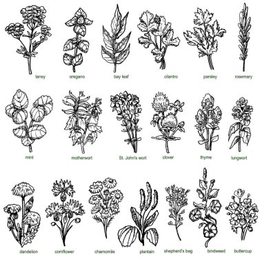 Set of forest and field medicinal herbs and greenery hand drawn in ink. Chamomile, shepherd's purse, thyme, oregano, cilantro, parsley. clipart