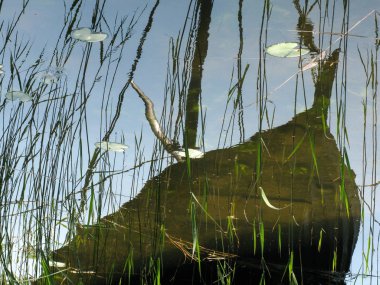 Yeniden oluşturulan viking gemi Stockholm County, İsveç Bjrk Adası Mlaren Gölü etrafında bizimkiler yaşar suların yansıtılır. 6 Haziran 2018.