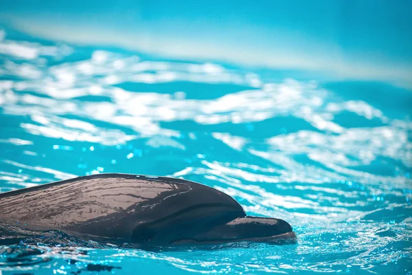 Delfines durante un ensayo de espectáculo en el delfinario en Kiev, Ucrania . — Foto de Stock