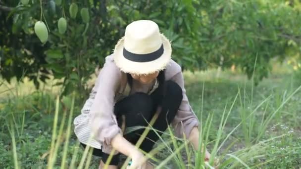 Landbouwconcepten Vrouw Schept Grond Citroengras Tuin Planten Resolutie Van — Stockvideo