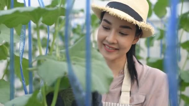 Konsep Pertanian Gadis Itu Memantau Pertumbuhan Melon Kebun Resolusi — Stok Video