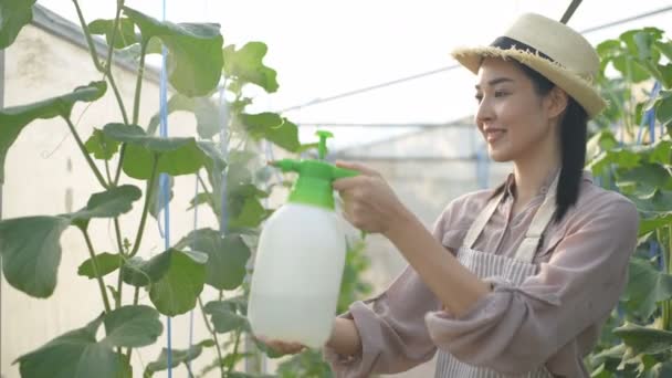 Conceptos Agrícolas Los Jardineros Rocían Insecticidas Para Árboles Frutales Jardín — Vídeos de Stock