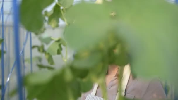 农业概念 美丽的女孩正在记录温室里的植物生长情况 4K分辨率 — 图库视频影像