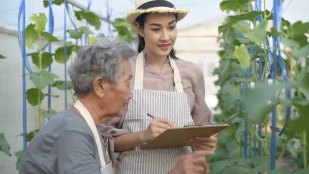 Conceitos Agrícolas Uma Velha Está Ensinando Jardinagem Para Mulheres Jovens — Vídeo de Stock