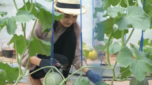 Conceptos Agrícolas Los Jardineros Están Cosechando Melón Jardín Resolución — Vídeos de Stock