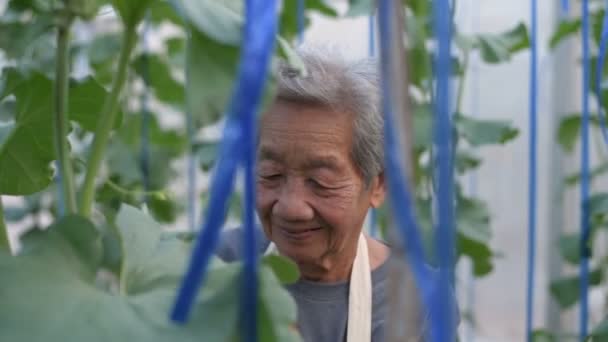 Agricultural Concepts Old Woman Checking Growth Melon Garden Resolution — Stock Video