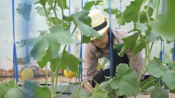 Landwirtschaftliche Konzepte Eine Asiatin Kontrolliert Die Produkte Garten Auflösung — Stockvideo