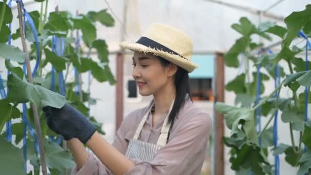 Conceptos Agrícolas Mujer Asiática Examinando Plantas Jardín Resolución — Vídeo de stock