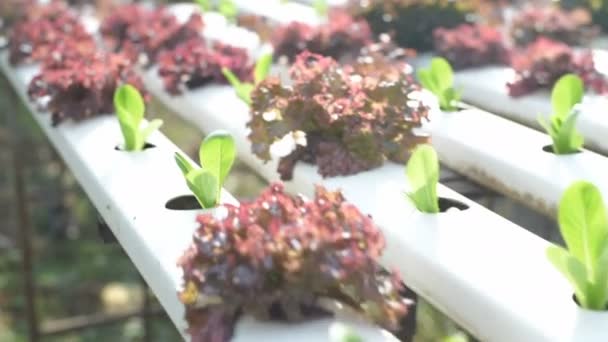 Conceptos Agrícolas Imagen Vegetal Fresca Jardín Resolución — Vídeo de stock