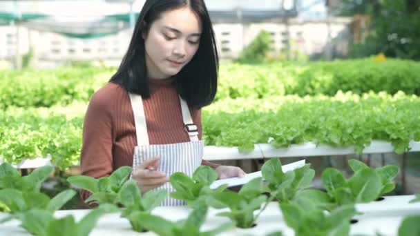 Jordbruksbegrepp Trädgårdsmästare Kontrollerar Kvaliteten Produkterna Upplösning — Stockvideo