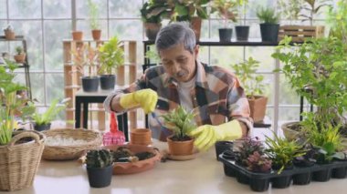 Tarım konsepti. Asyalı yaşlı bir adam evin içindeki bitkilerle ilgileniyor. 4k Çözünürlüğü.