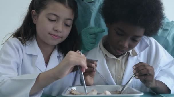 Education Concept Young Students Experimenting Frog Dissection Laboratory Resolution — Stock Video
