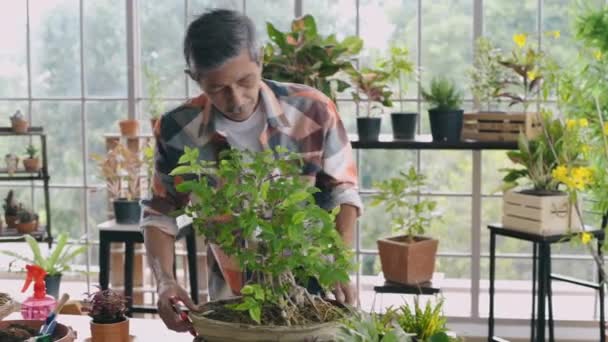 Concepto Agrícola Asiático Retirado Poda Bonsái Invernadero Resolución — Vídeo de stock