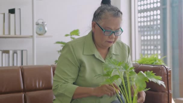 Vakantie Concept Aziatische Oude Vrouw Zorgt Voor Boom Het Huis — Stockvideo