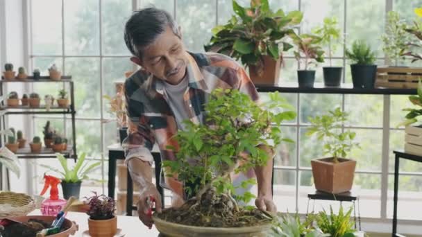 农业概念 一个退休的亚洲人在温室里修剪盆景树 4K分辨率 — 图库视频影像