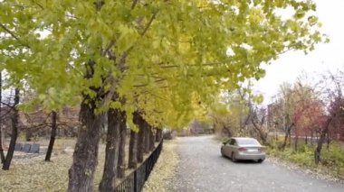Sarı sonbahar ağaçlar