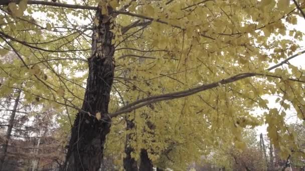 Gele herfst bomen — Stockvideo