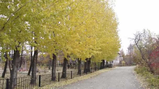 黄色秋天的树木 — 图库视频影像