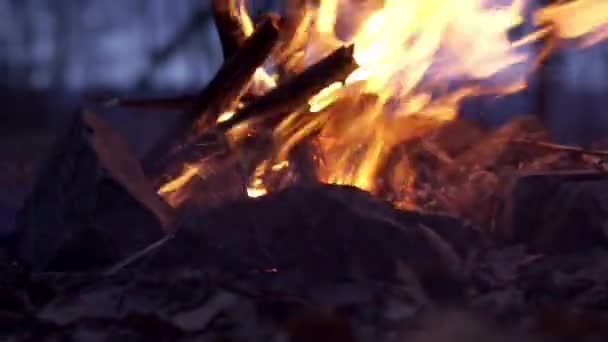 Luogo di fuoco nella foresta — Video Stock