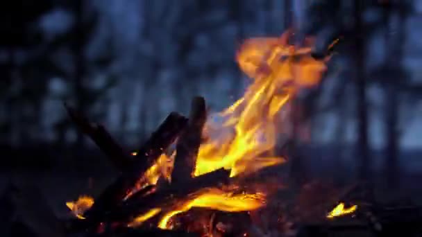 Lugar de Fuego en el Bosque — Vídeo de stock