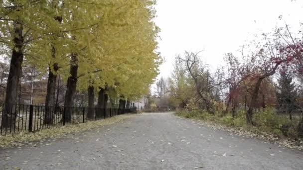 Árvores de outono amarelas — Vídeo de Stock