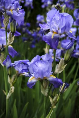 İki mor süsen close-up. Yoğun renk çiçekleri güzelliğini gösterir. Arka planda diğer, keskin resimde süsen görebilirsiniz. Arka plan çoğunlukla yeşil.