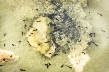 Kurbağa yavrularını su. Birkaç taze taranmış iribaşlar onların yuva yüzer. Yuvayı yanında beyaz taş var. Boş yumurta kabukları açıkça izlenebiliyor.