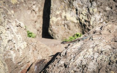 Kertenkele taş. Kayanın üzerinde yatıyor ve yapraklara küçülmeden kaynaklanır Littlebrown kertenkele.