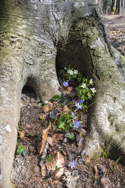 Tree roots with holes. In the holes white and blue flowers growing. On earth is dry leaves.
