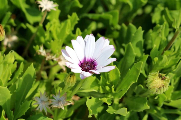 Margaritas Africanas Plantas Arbustos Osteospermum Daisy Con Flores Abiertas Blancas — Foto de Stock