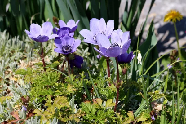 Anemone flowering plants with fully open blooming blue flowers surrounded with green leaves and other small plants in local garden on warm sunny spring day