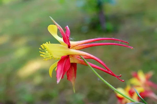 Aquilegia Skinneri Tequila Salida Del Sol Columbina Capó Abuela Floreciendo — Foto de Stock